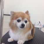 チワワ　ララちゃん２６７